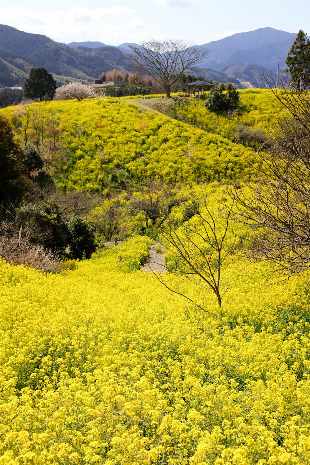 yellow flower field during daytime