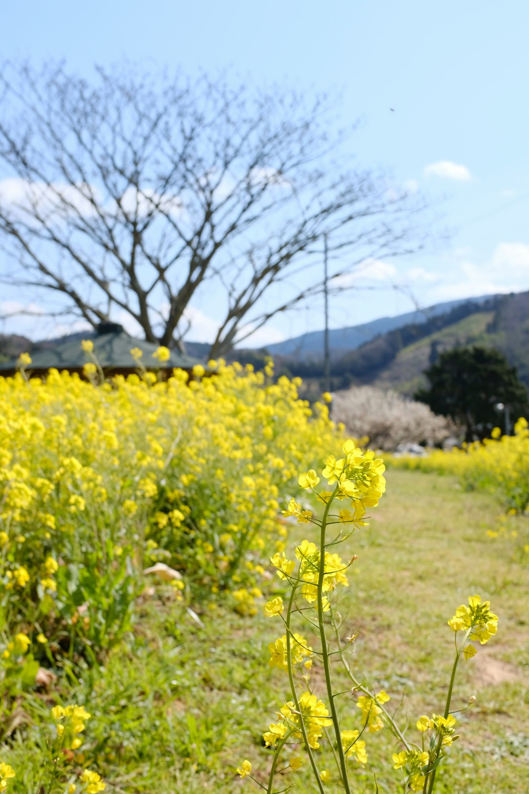 yellow flower field near green trees during daytime