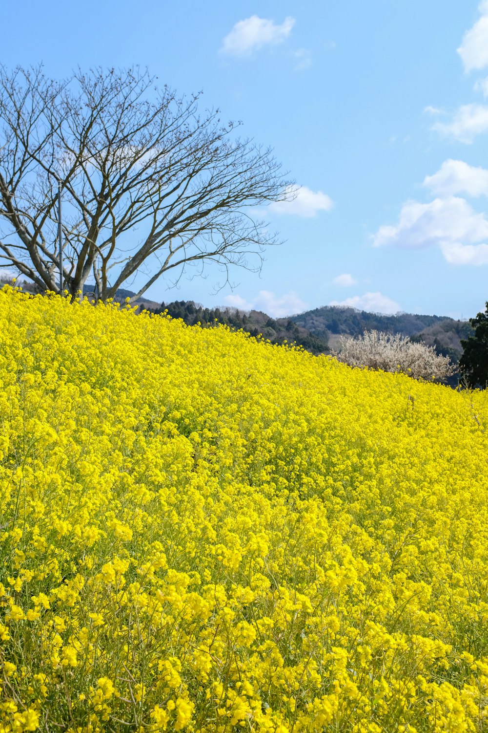 leafless tree on yellow flower field during daytime