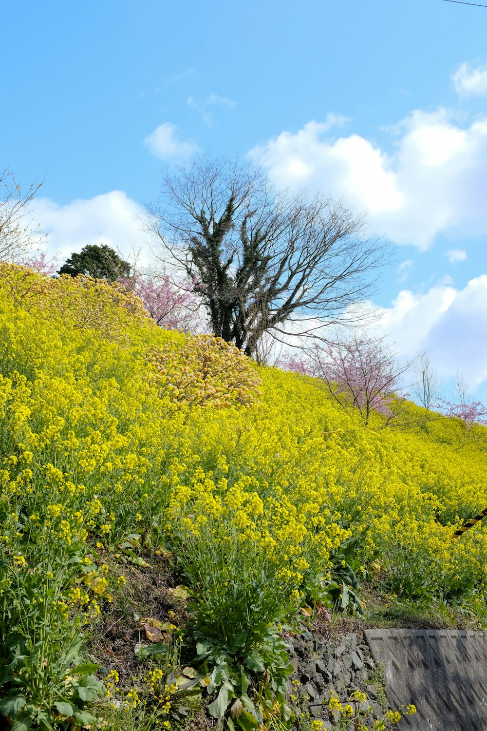 yellow flower field near bare trees under blue and white sunny cloudy sky during daytime