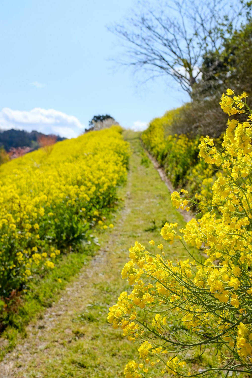 yellow flower field during daytime