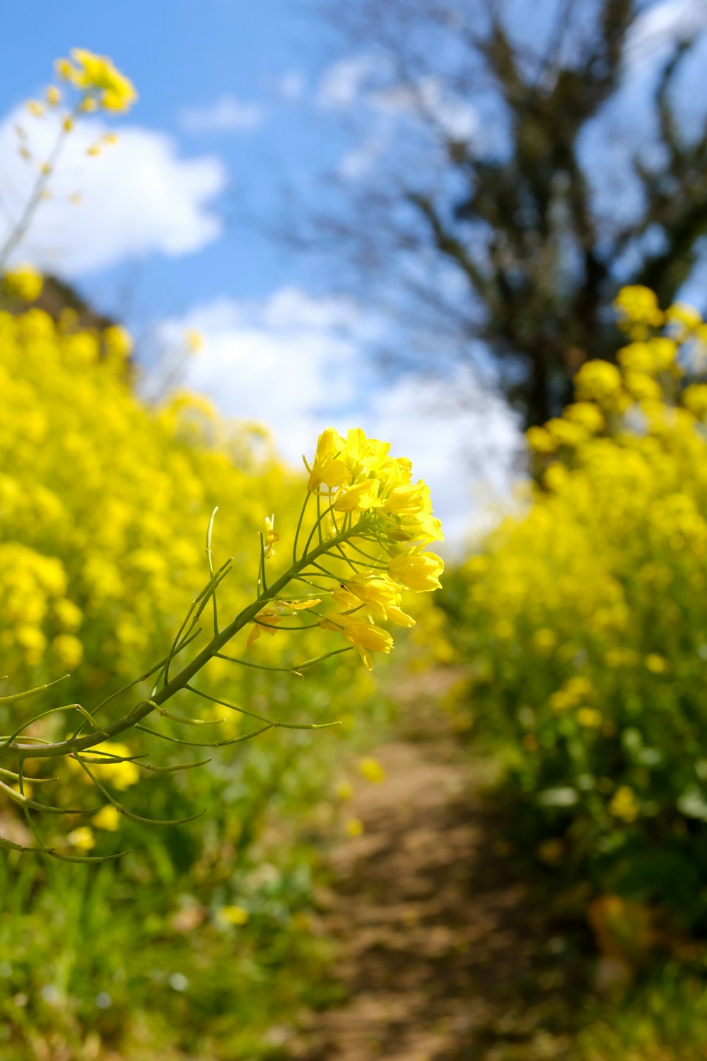 yellow flower under blue sky during daytime