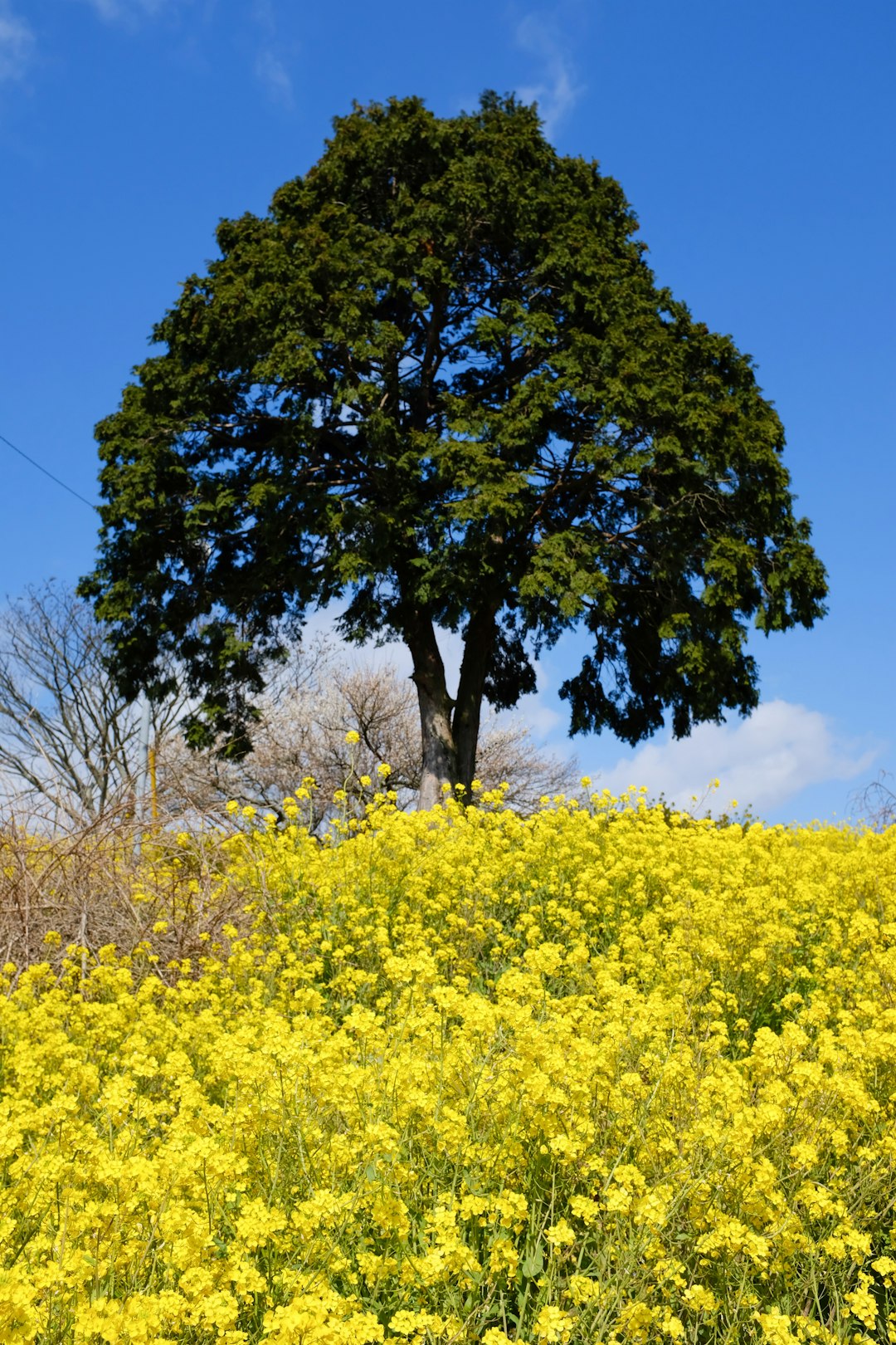 green tree on yellow flower field during daytime