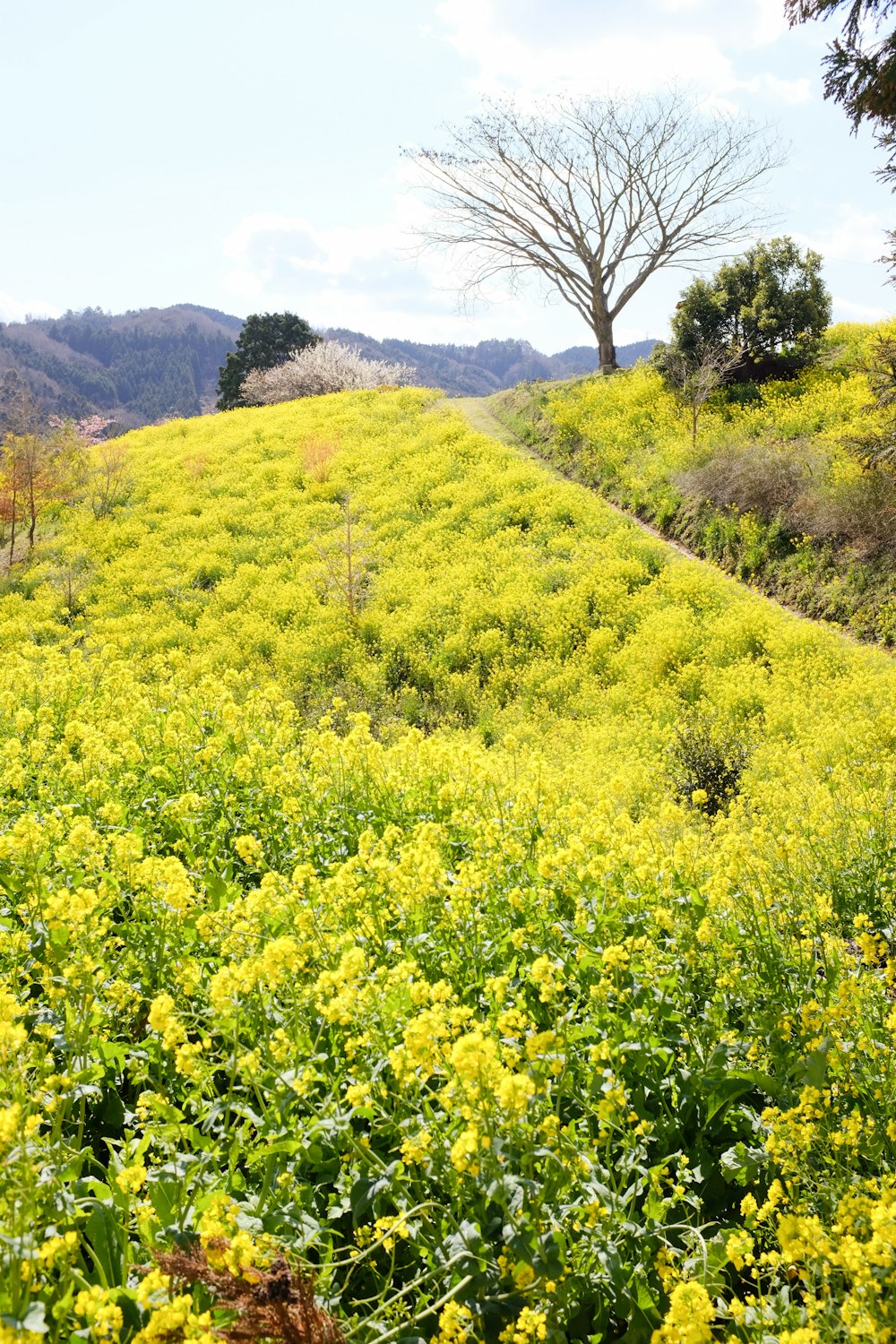 yellow flower field during daytime