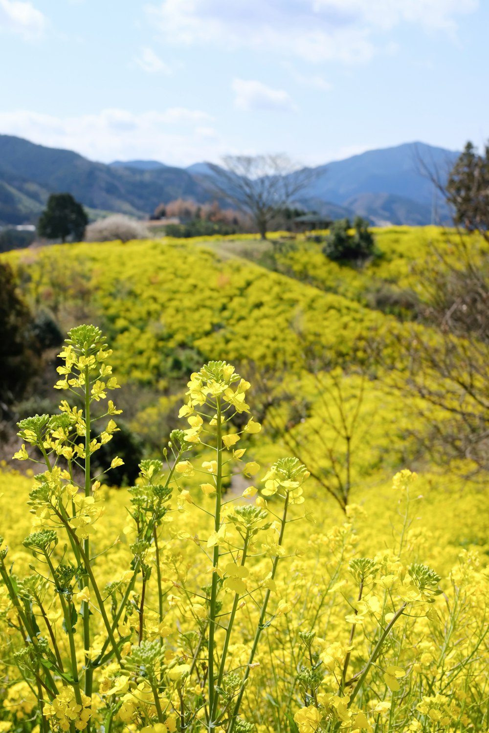 yellow flower field during daytime