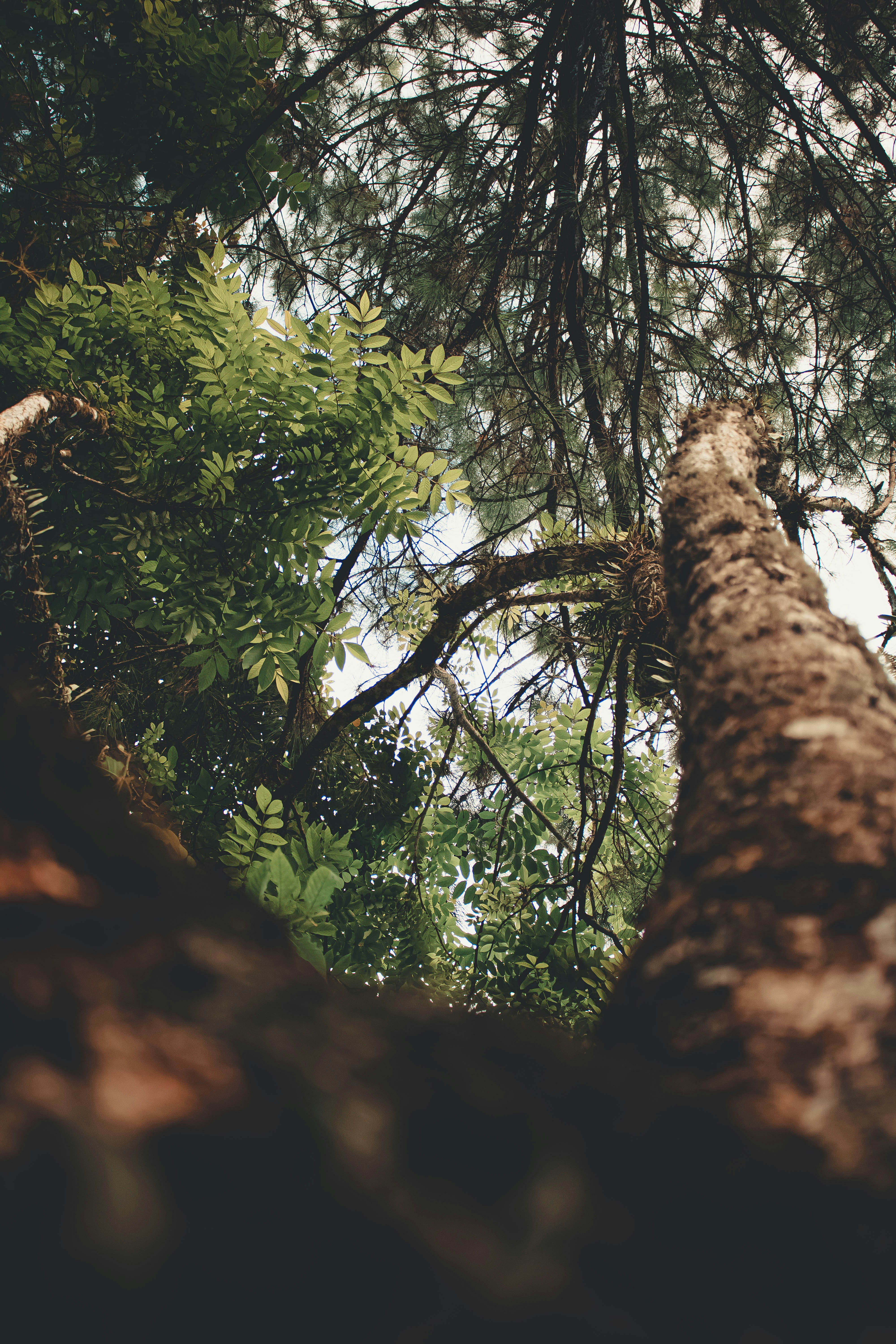 vanessa | 12 best free vanessa, wallpaper, plant and human photos on