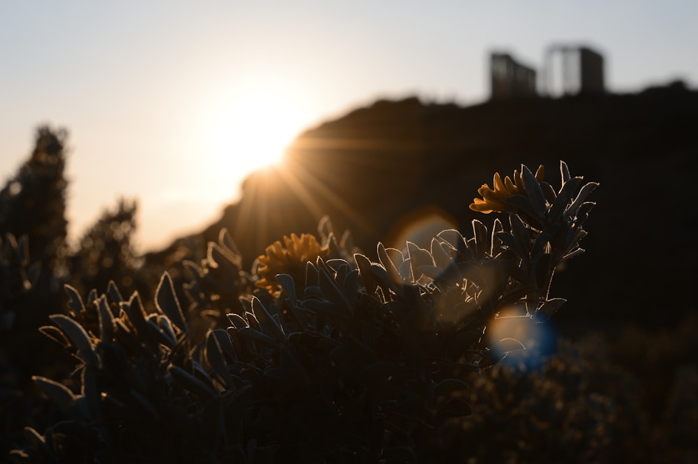 yellow flower field during sunset