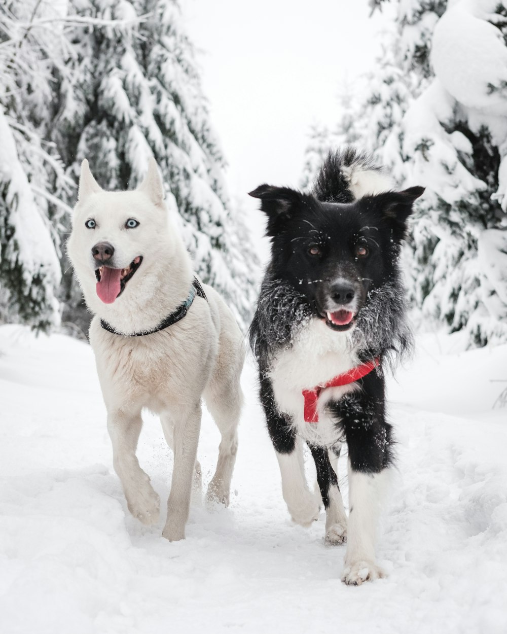 昼間は雪に覆われた地面に白と黒の犬がいました