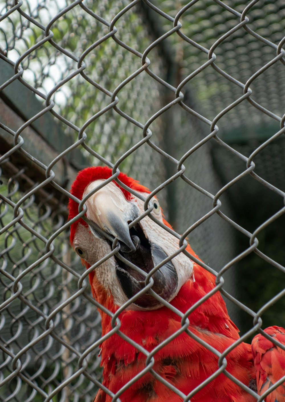 red and blue parrot on gray metal fence