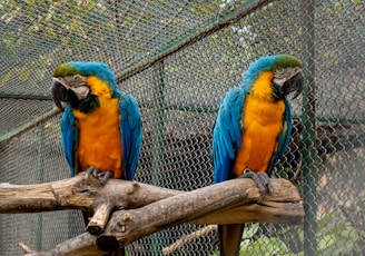 blue yellow and green parrot on brown tree branch