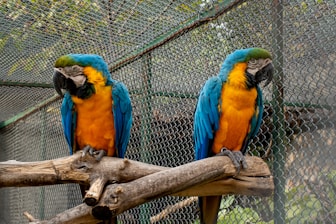 blue yellow and green parrot on brown tree branch