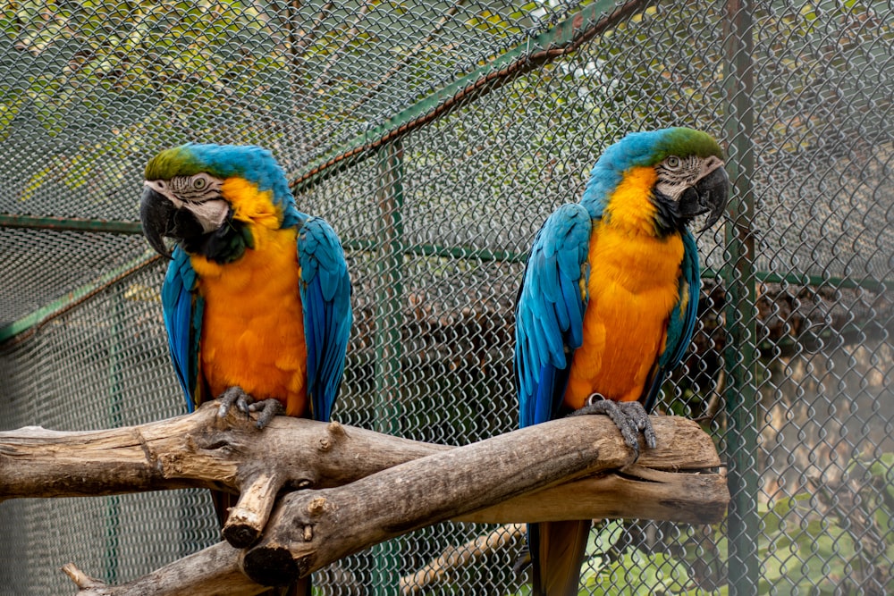 blue yellow and green parrot on brown tree branch