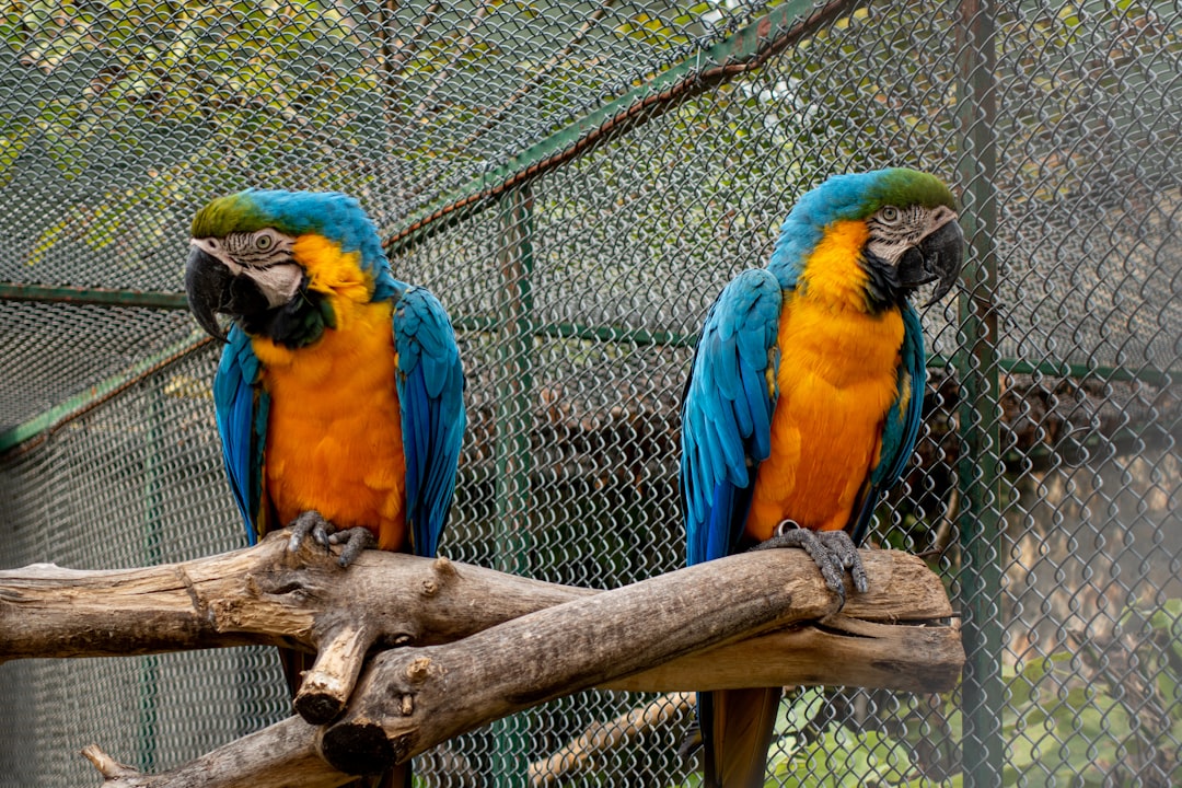 blue yellow and green parrot on brown tree branch,