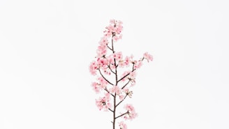pink cherry blossom in close up photography