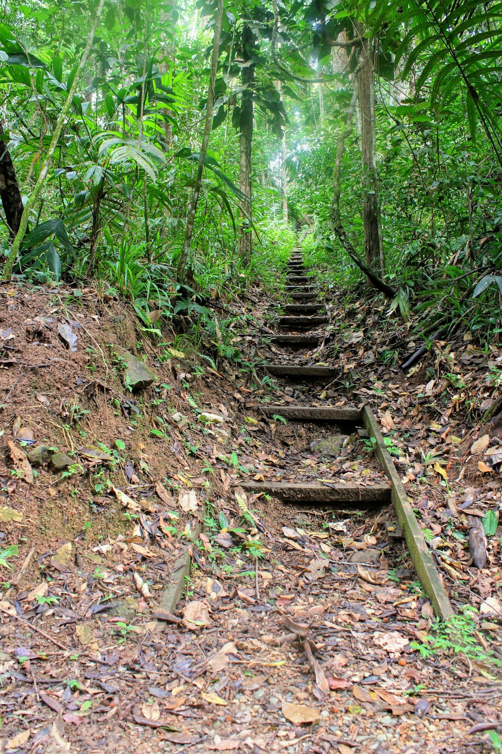Escaleras de madera marrón en el bosque durante el día