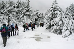 A group of people with backpacks and trekking poles are walking through a snowy forest path. Tall pine trees covered in snow line both sides of the path, creating a wintery landscape. The scene is set on an overcast day, with grey clouds adding to the wintry atmosphere.