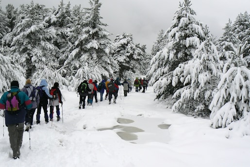 A group of people with backpacks and trekking poles are walking through a snowy forest path. Tall pine trees covered in snow line both sides of the path, creating a wintery landscape. The scene is set on an overcast day, with grey clouds adding to the wintry atmosphere.
