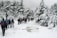 A group of people with backpacks and trekking poles are walking through a snowy forest path. Tall pine trees covered in snow line both sides of the path, creating a wintery landscape. The scene is set on an overcast day, with grey clouds adding to the wintry atmosphere.