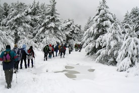 A group of people with backpacks and trekking poles are walking through a snowy forest path. Tall pine trees covered in snow line both sides of the path, creating a wintery landscape. The scene is set on an overcast day, with grey clouds adding to the wintry atmosphere.