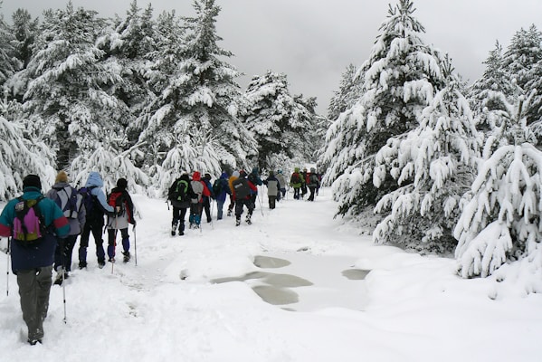 A group of people with backpacks and trekking poles are walking through a snowy forest path. Tall pine trees covered in snow line both sides of the path, creating a wintery landscape. The scene is set on an overcast day, with grey clouds adding to the wintry atmosphere.