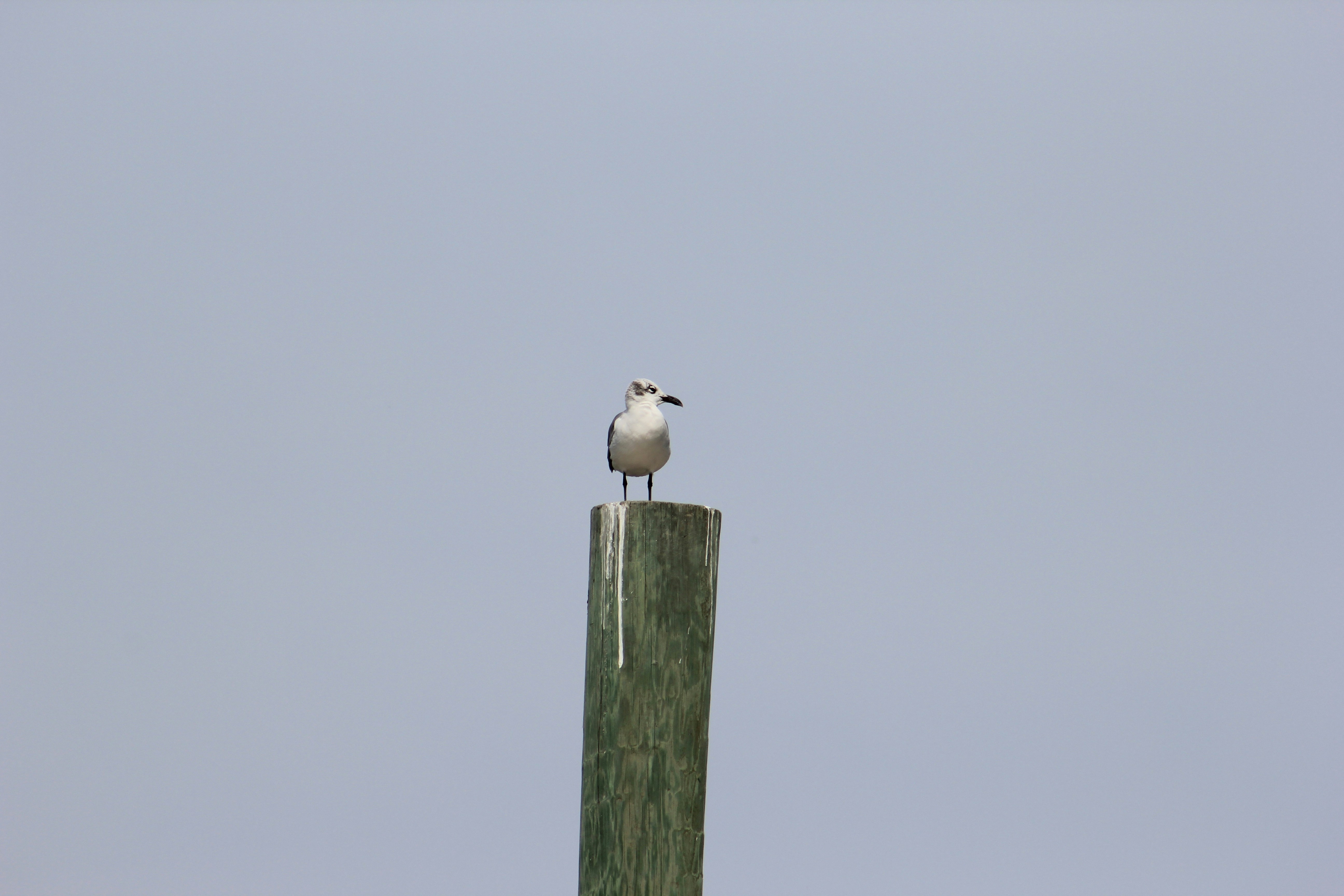 white bird on green wooden post