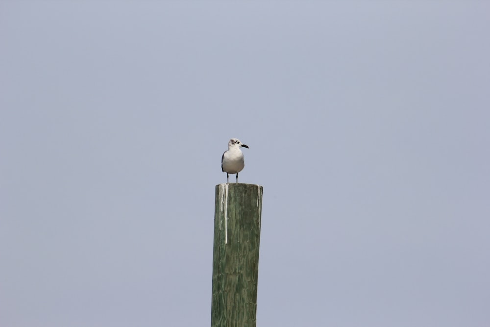 white bird on green wooden post