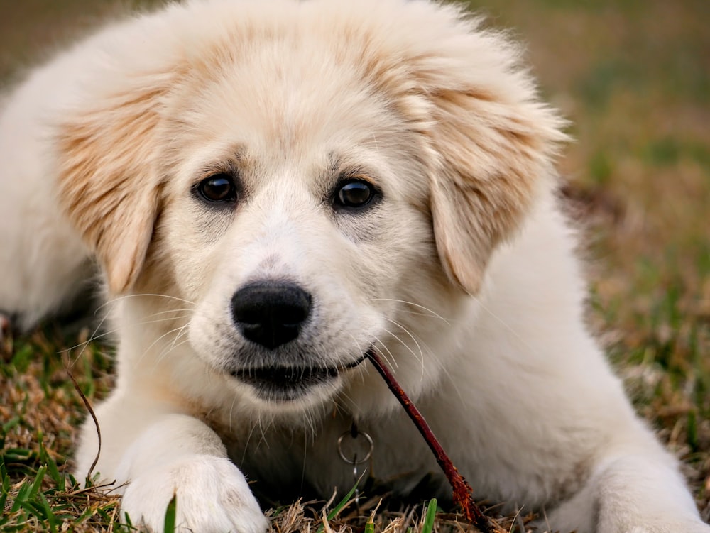 white long coated dog lying on green grass field during daytime