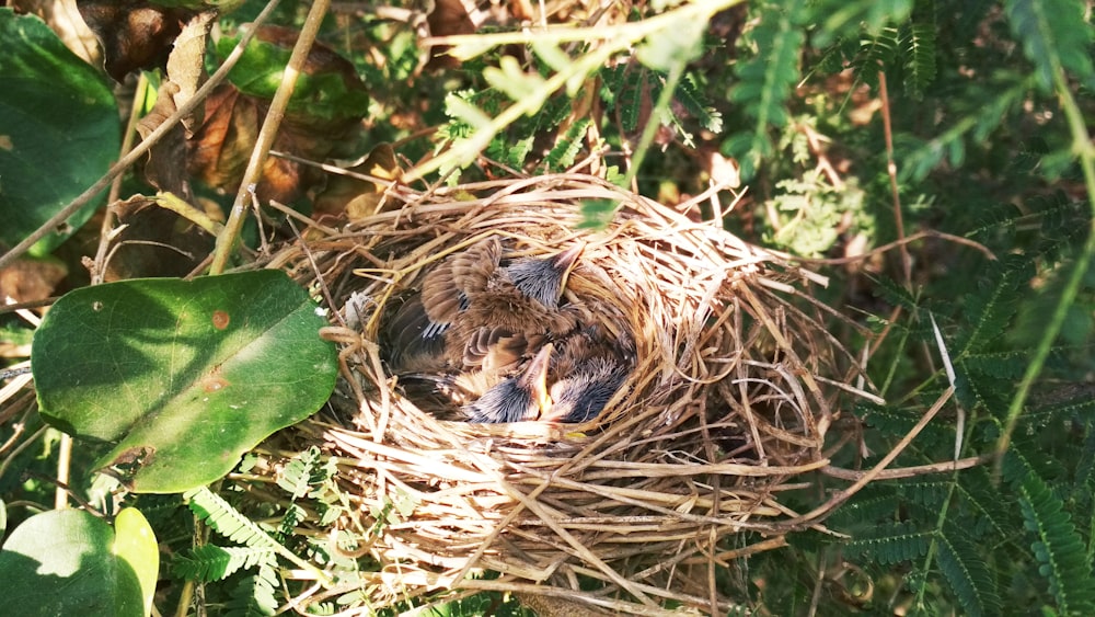 brown bird on nest during daytime