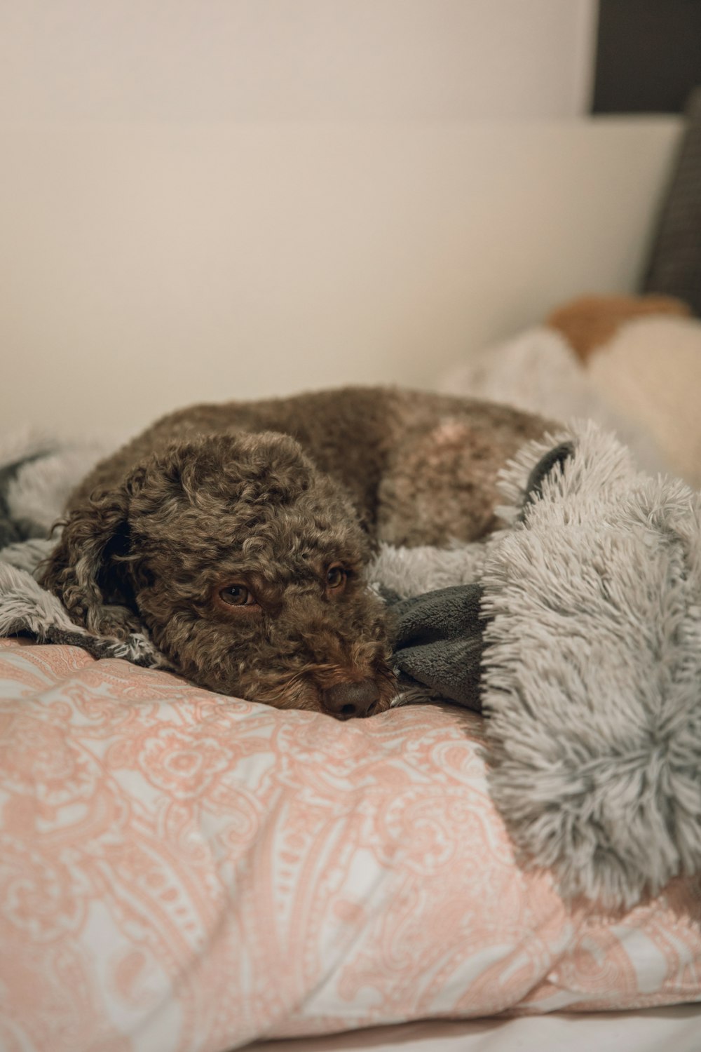 brown long coated small dog on white and pink floral bed linen