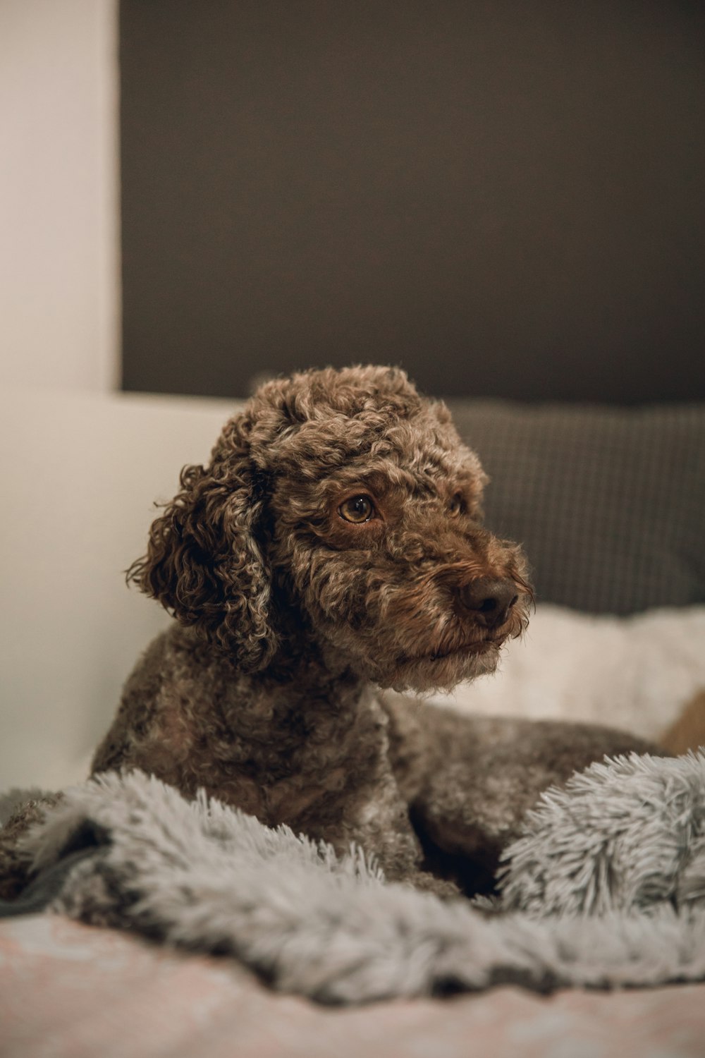 brown poodle lying on white textile