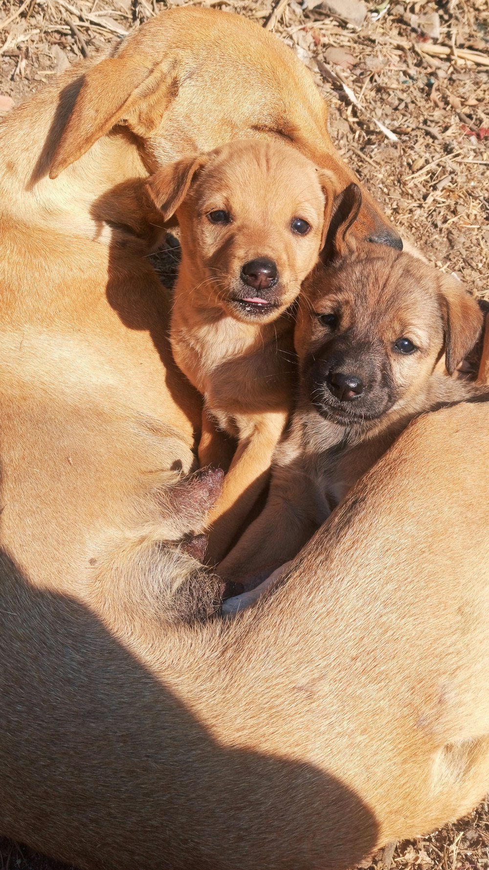 2 brown short coated dogs lying on brown sand during daytime