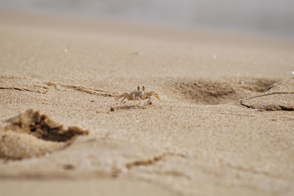 brown crab on brown sand during daytime