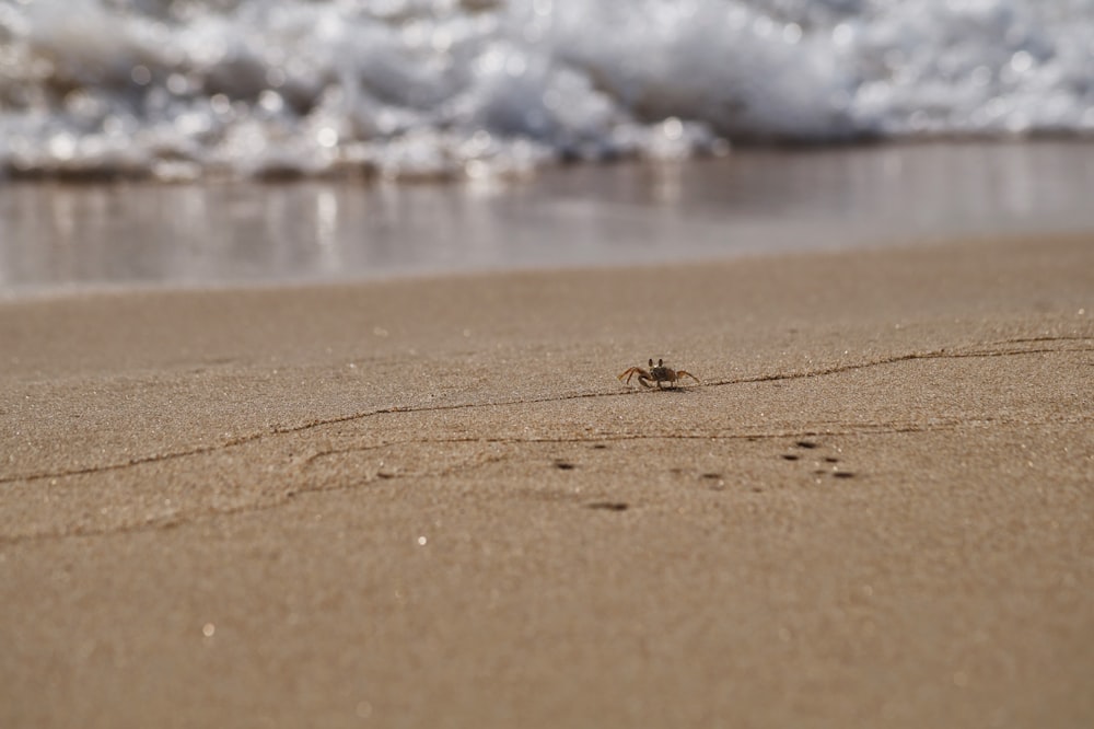 brown crab on brown sand during daytime