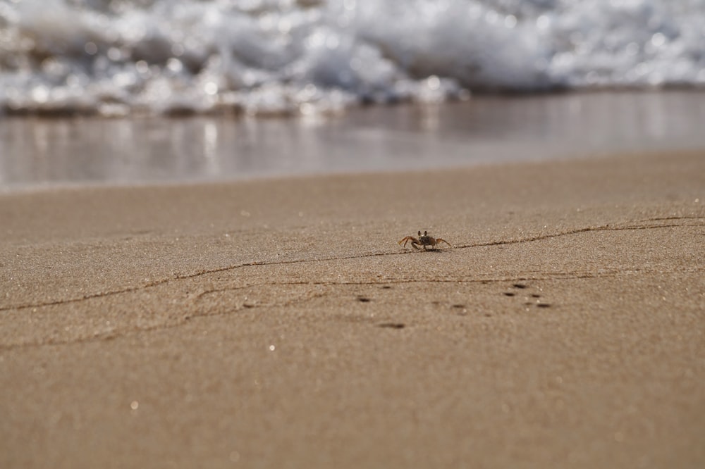 Cangrejo marrón en arena marrón durante el día