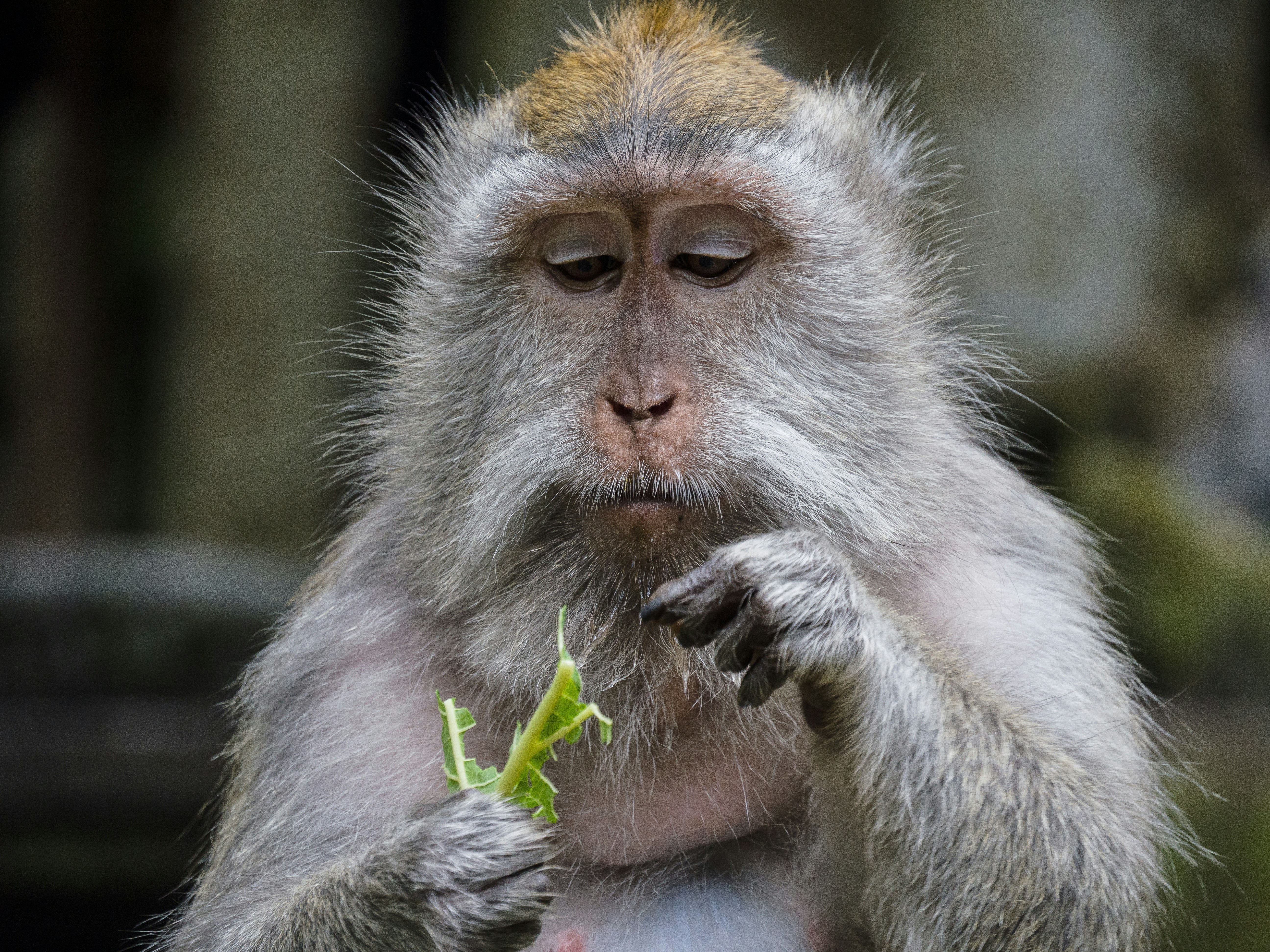 黄色い花を食べる灰色のサルの写真 Unsplashで見つけるグレーの無料写真