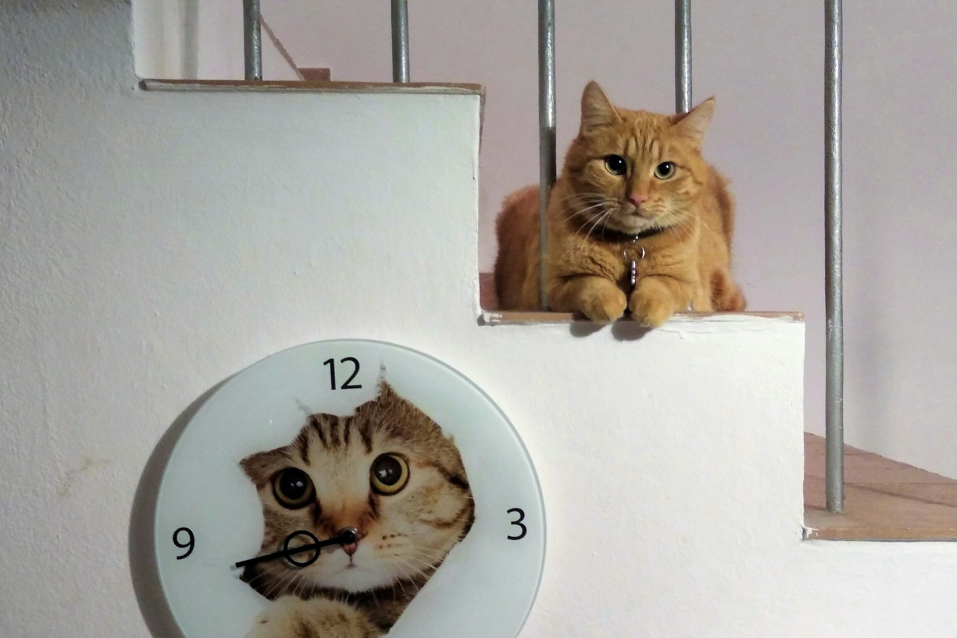 orange tabby cat on white round analog clock (Photo by Alessandro Venturi on Unsplash)