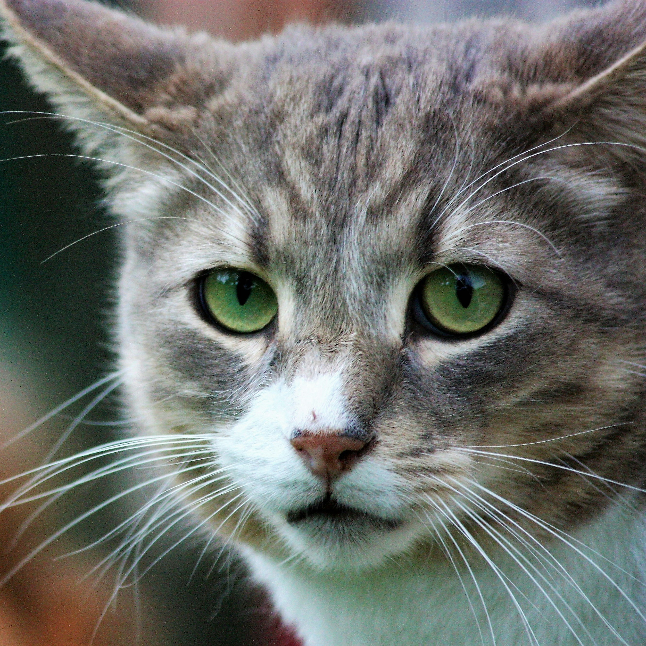 Photo by alessandroventuri