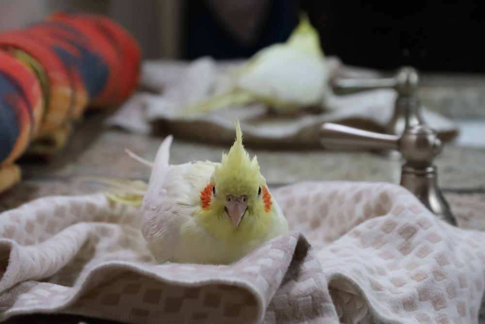 白と茶色のテキスタイルに黄色い鳥