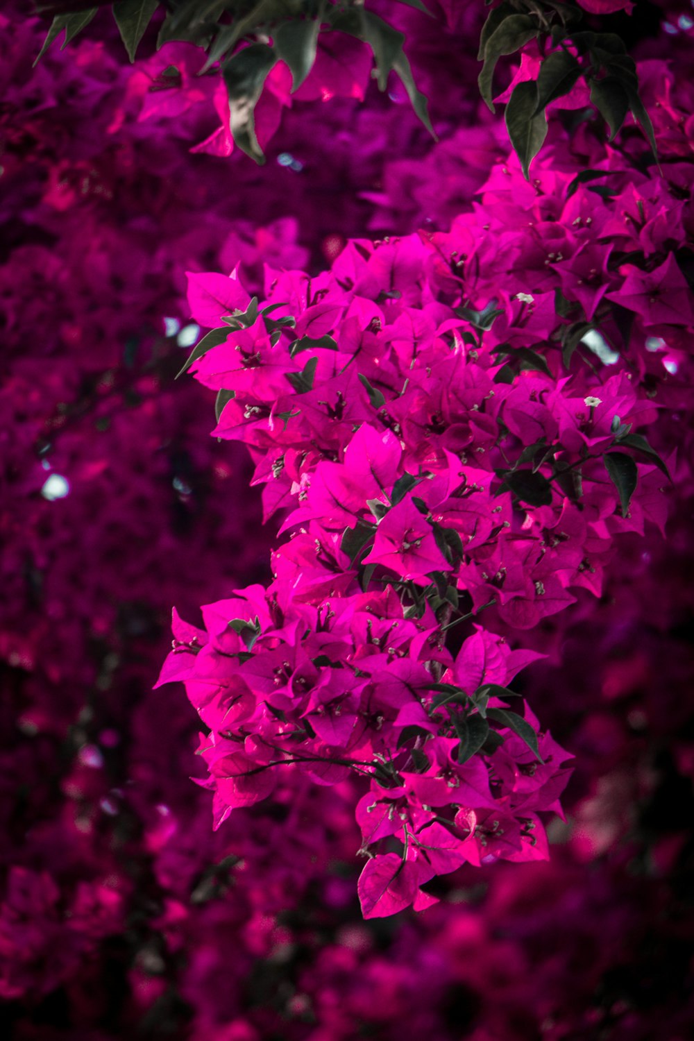 pink flowers in tilt shift lens