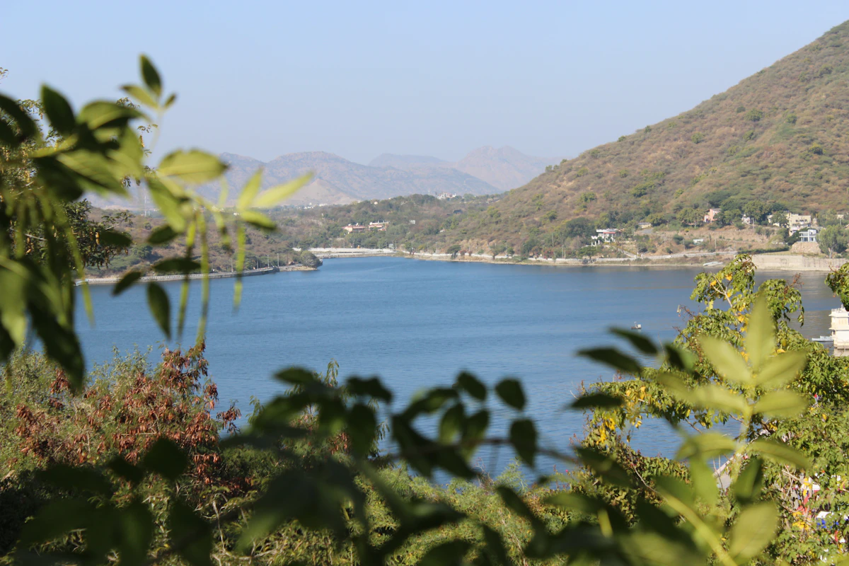 Green trees by a lake in daylight
