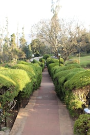 A well-maintained garden path is bordered by lush green hedges. Tall trees are visible in the background, including one large leafless tree. The pathway has evenly spaced black lamps along its length, adding a decorative touch.