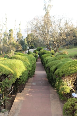 A well-maintained garden path is bordered by lush green hedges. Tall trees are visible in the background, including one large leafless tree. The pathway has evenly spaced black lamps along its length, adding a decorative touch.