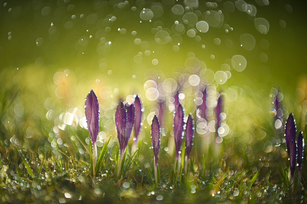 purple flower with water droplets