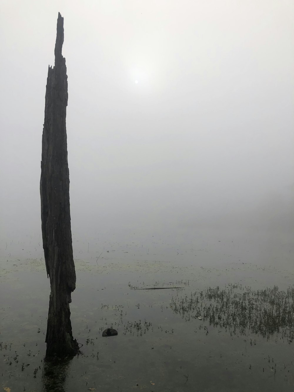 brown tree trunk on white fog