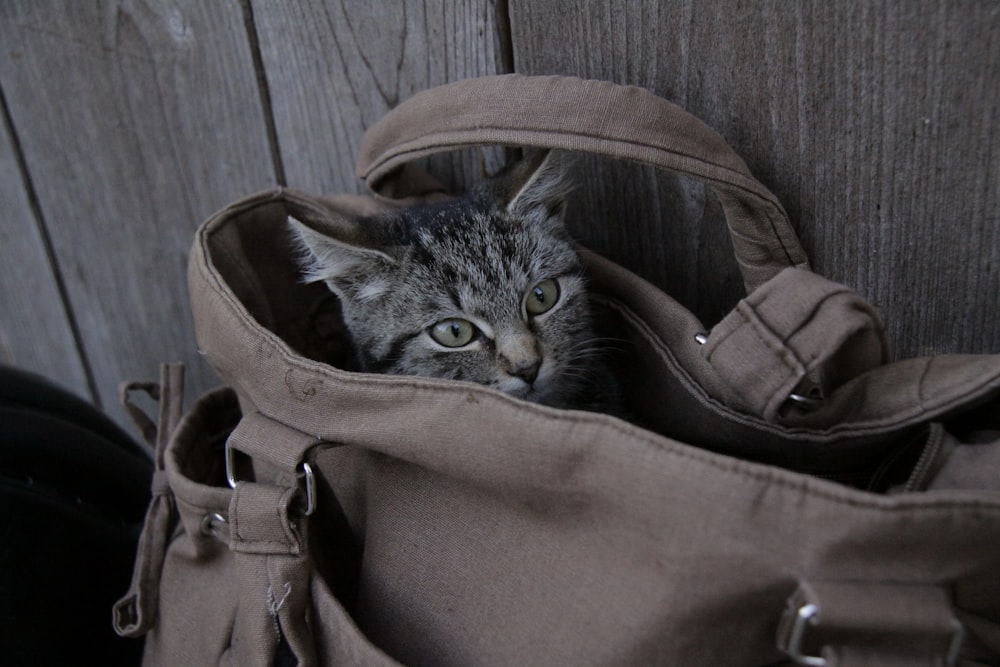 silver tabby cat in brown leather bag