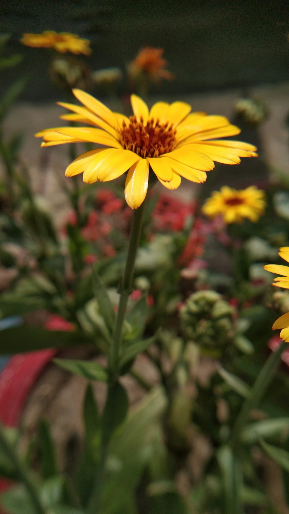 yellow flower in tilt shift lens