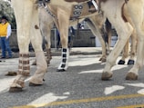 Horses are standing on a paved street, wearing decorative leather leg wraps with buckles. People dressed in Western-style clothing are visible in the background.