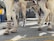 Horses are standing on a paved street, wearing decorative leather leg wraps with buckles. People dressed in Western-style clothing are visible in the background.