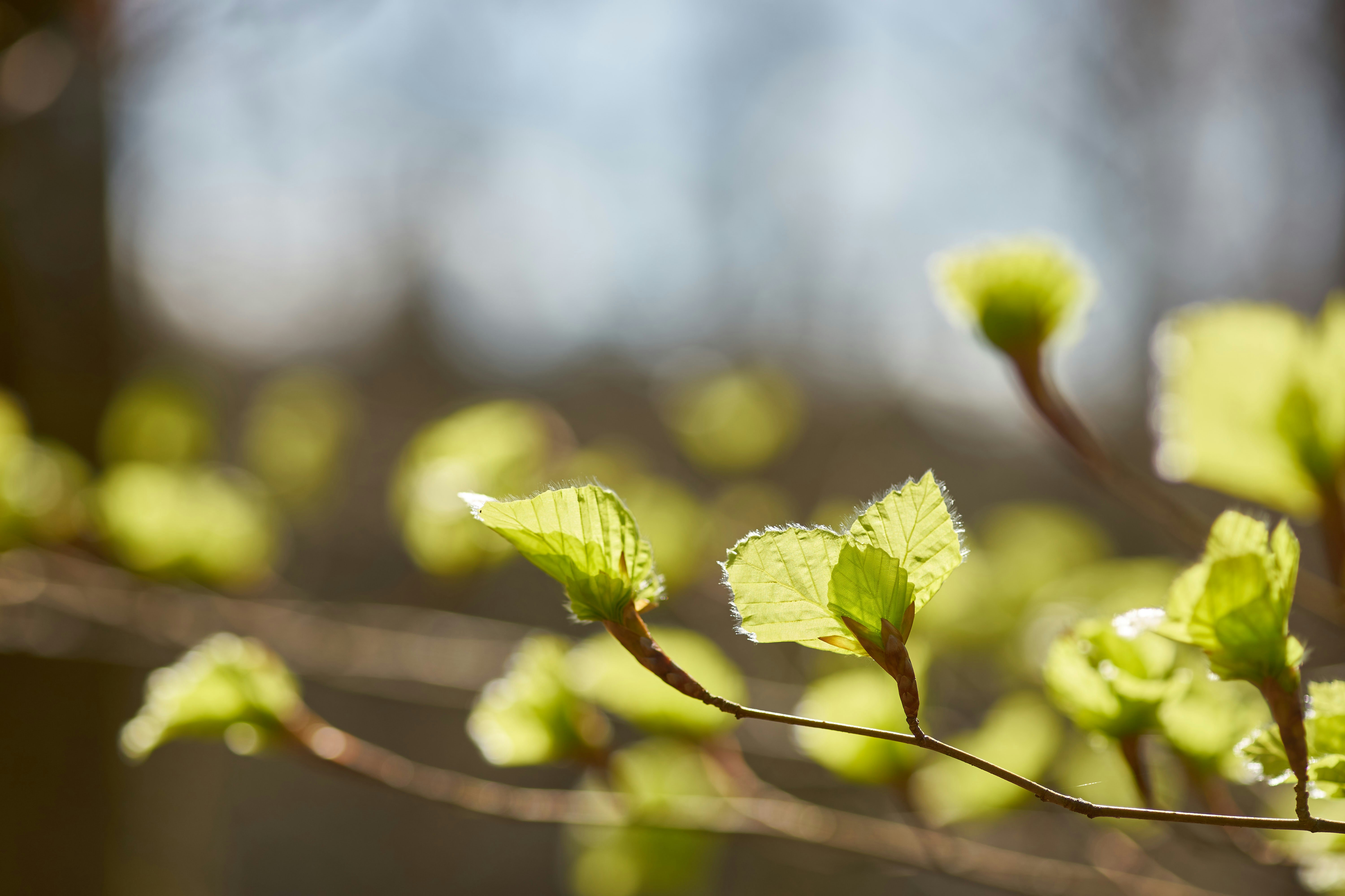 Photo by wolfgang_hasselmann