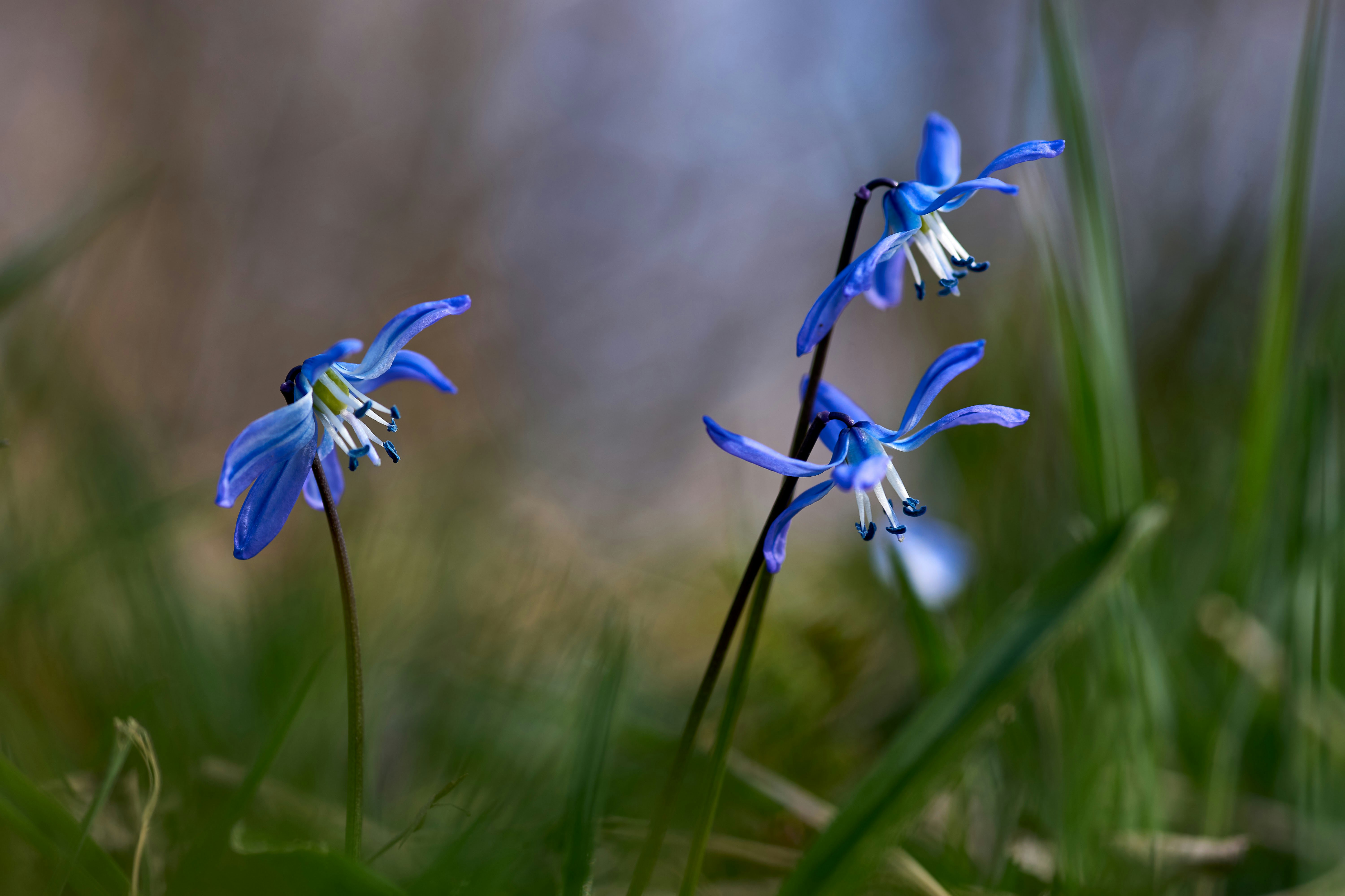 Photo by wolfgang_hasselmann